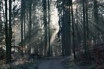 Licht im Wald 3 by Bruno Schmidiger