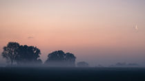 Feld im Nebel und Morgengrauen von Franziska Mohr
