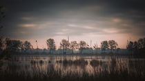 Teich im Morgenlicht von Franziska Mohr