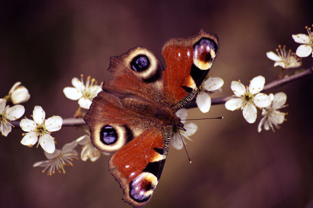 Schmetterling-auf-zweig