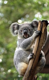 Koala by Katja Bartz
