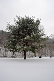 Snowy Tree, 2016 von Caitlin McGee
