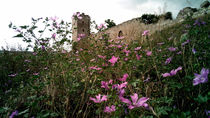Wild flowers at the old fortress von Yuri Hope