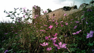 Wild-flowers-at-the-old-fortress