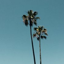 Palm trees / California by Peer Eschenbach