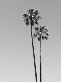 Two palms / California von Peer Eschenbach