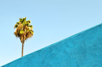 Palm Tree / L.A. by Peer Eschenbach