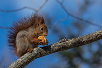 Squirrel with nut by Frank Tschöpe