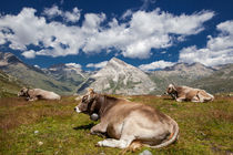 Cows in Switzerland von Frank Tschöpe