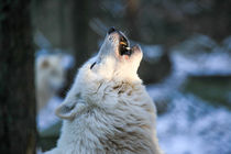 Howling wolve von Frank Tschöpe