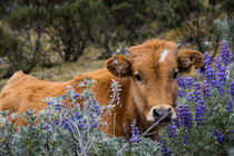 Cow within colorful flowers by Frank Tschöpe