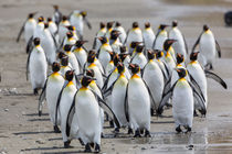 Walking penguins.. by Frank Tschöpe