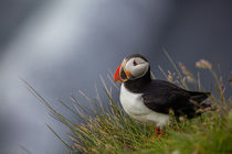 Puffin in Iceland by Frank Tschöpe
