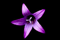 lila Blüte von Ricardo Will