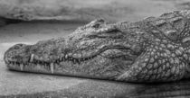 Krokodil von Ricardo Will