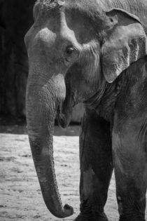 Elefant by Ricardo Will