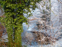 grüne Blätter im Winterwald by Eva Dust