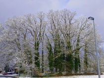 Baumgruppe im Schnee von Eva Dust