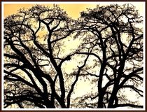 ~Black Beautiful Trees Wintertime ~ von Sandra  Vollmann