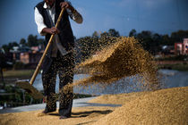 The Paddy Farmer by Bikram Pratap Singh