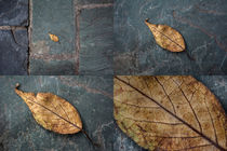 Floor Leaf von Elias Branch