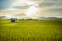 Lao ricefield in Luang Namtha von Elias Branch