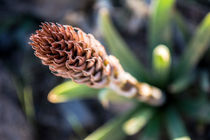 Spiky plant by Elias Branch