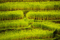 Ricefield in Thailand von Elias Branch