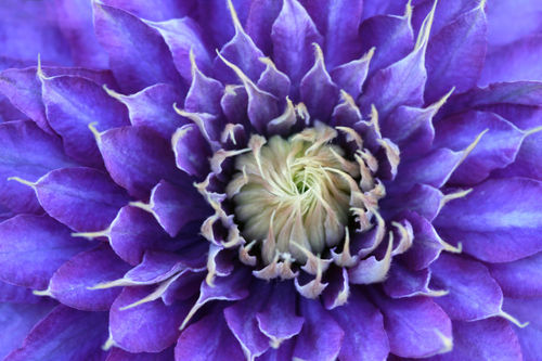 Clematis-lila-violett-3105