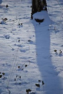 Birken im Schnee... 2 von loewenherz-artwork