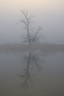 Baum im dichten Nebel von Bernhard Kaiser
