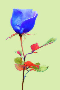 Blue Rose by CHRISTINE LAKE
