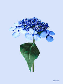 Delicate Blue Lacecap Hydrangea by Susan Savad