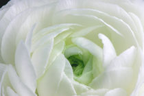 Weisse Ranunkelblüte von lizcollet
