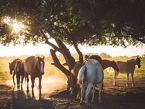 Pferde im Abendlicht von Franziska Mohr