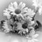 Chrysanths-dot-bw