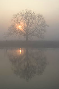 Nebelsonne und Baum by Bernhard Kaiser