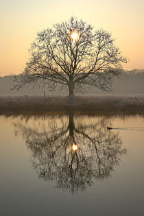 Der Baum und die Sonne by Bernhard Kaiser