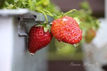Erdbeeren zwei mit Wassertropfen -reif- von Simone Marsig