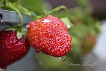 Erdbeere mit Wassertropfen -reif- von Simone Marsig