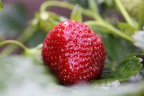 Erdbeere so leuchtend reif von Simone Marsig