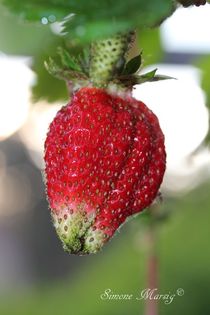 Erdbeere von Simone Marsig