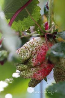 Erdbeere wird langsam reif von Simone Marsig