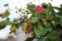 Erdbeere unreif in Blüte by Simone Marsig