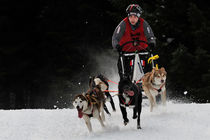 Joyful running dogs von heiko13