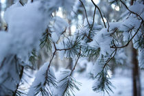  Zweige befreien sich vom Schnee 6 von aseifert