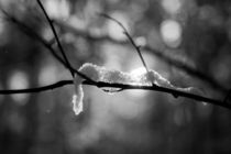 Zweige befreien sich vom Schnee von aseifert