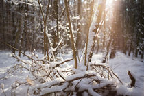 Winter Landschaft by aseifert