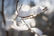 Zweige befreien sich vom Schnee by aseifert