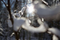  Zweige befreien sich vom Schnee by aseifert